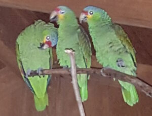 3 Parrots rescued, cared for, and returned to wild.  They still visit looking for Julio